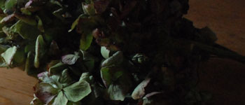 howto�g�b�v�ʐ^